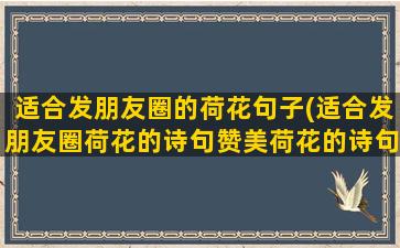 适合发朋友圈的荷花句子(适合发朋友圈荷花的诗句赞美荷花的诗句)